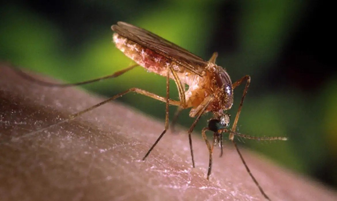 Febre do Nilo: transmissão e prevenção