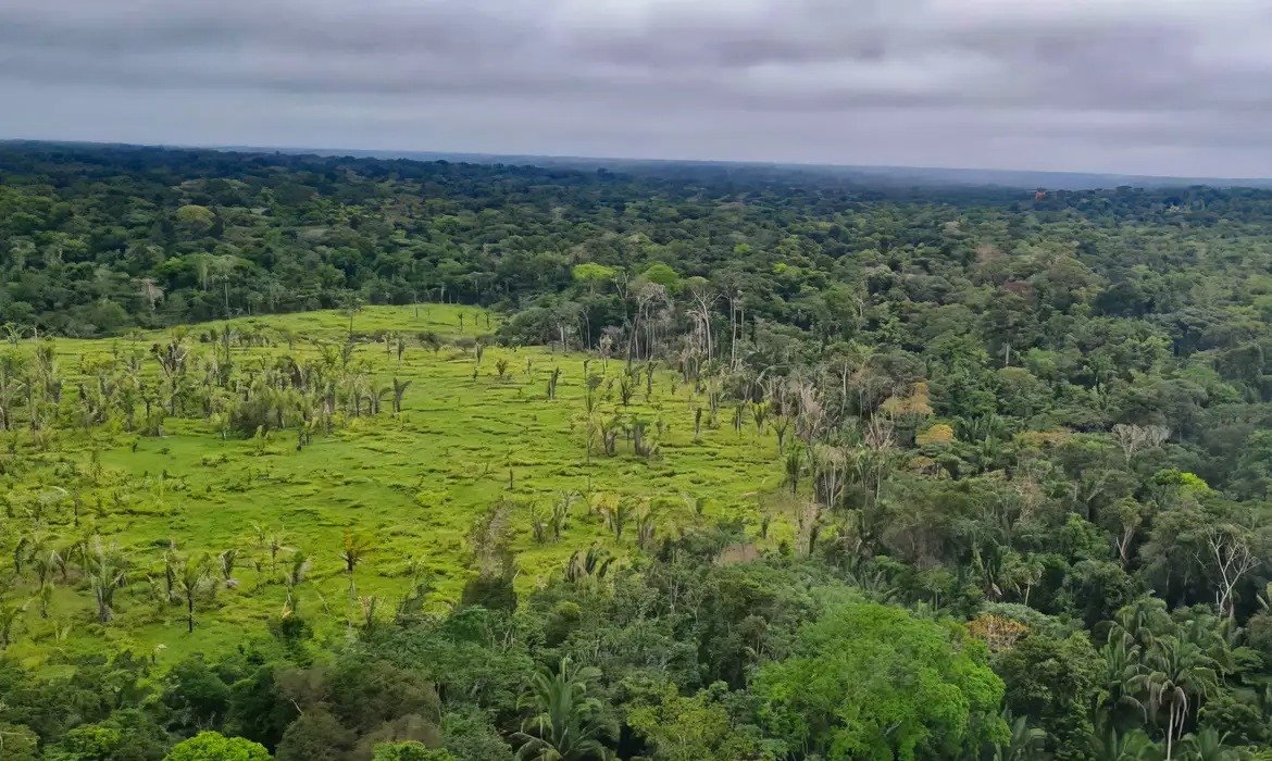 Desmatamento na Amazônia cai 23%