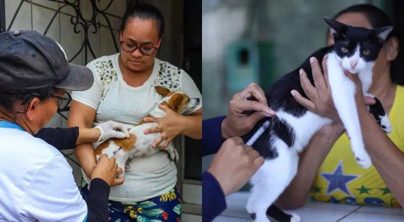 Vacina antirrábica terá postos e visitas em Manaus
