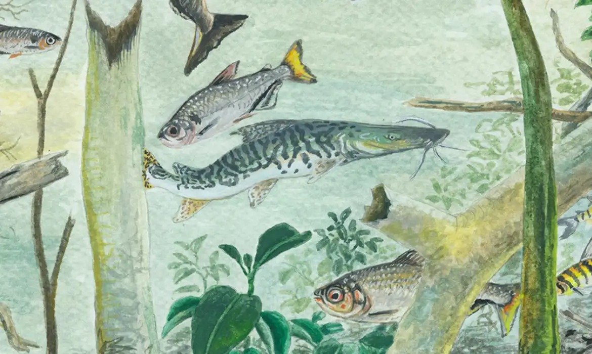 Amazônia concentra 1.696 espécies endêmicas de peixes